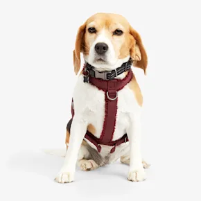 Нашийники та харнести